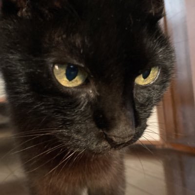 shinoko_o's profile picture. ゴロゴロしてる