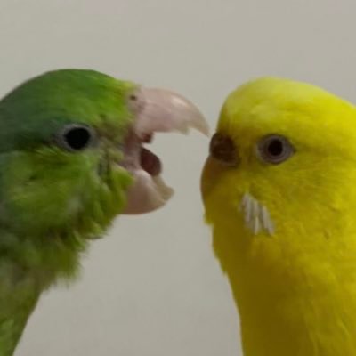 セキセイインコのルチノー(メス)の「きぃ」3歳🐤と、マメルリハ(たぶんメス)の「はー」3歳🐦がいます。🐦は毛引きしがちで、常に育毛頑張ってます💦無言フォロー&フォロバ失礼します♪みなさんの鳥さんを拝見させて下さい。よろしくお願いします！ (副業や不適切はブロックします)