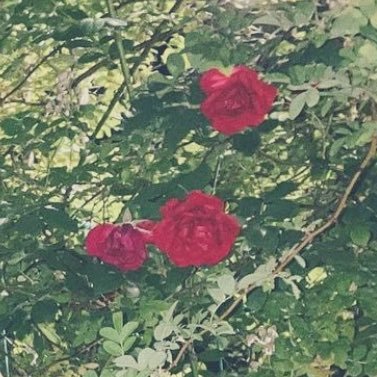 jkslmvh's profile picture. 整