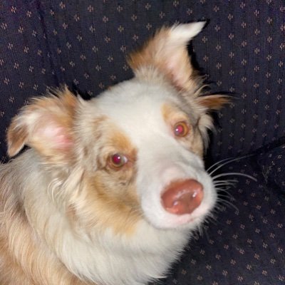 I am a 1 year old Red Merle Australian Shepherd who lives with my fur parents and my people parents. I am in training to be an emotional support dog.