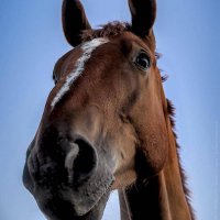 Ar_Armando is Bored 👹 (💙,🧡)❤️ Memecoin (@ar_armando4157) 's Twitter Profile