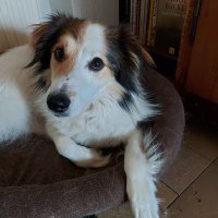 Lydia Thomson (@lydiath34150239) Twitter profile photo