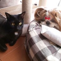 川崎聖 (@scapegoat09) 's Twitter Profile