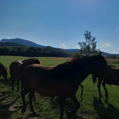 Prasłowiańska grusza chroni w swych konarach plebejskiego uciekiniera