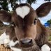 Cow (@DailyCuteCows) Twitter profile photo