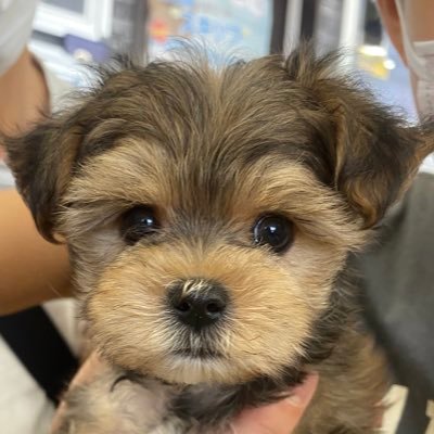 natsusuke17's profile picture. マルーキー(maltese×yorkie)のなつ♂です🐶2022.5.17🎂しょんぼり顔ですが、暴れん坊です。無言フォロー失礼します🙇‍♀️ 気軽にフォローしてください😊