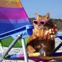 JackyJackbo's profile picture. 