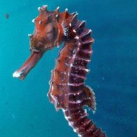 Reclaim our Sea (@saveourseas11) 's Twitter Profile