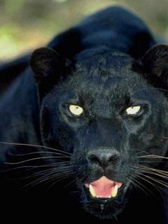 Love horses and wild cats. 
Love woman who are who they say they are.
Love beauty when it is touching the soul.