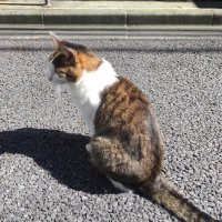 Aki (@ardestone_sai) Twitter profile photo