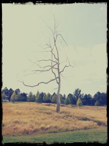 NCmediagirl's profile picture. 