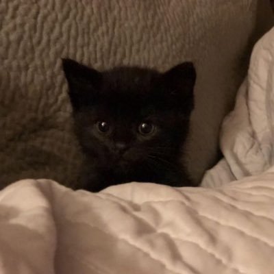 jjelly96's profile picture. 7기 어른🐾