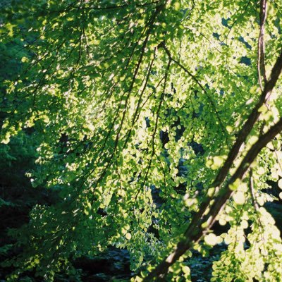 dd51_1100's profile picture. ただ、そうあるもの。filmphoto. おとこ。∧