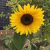 Sonia Pugh (@soniaelainepugh) Twitter profile photo Sonia Pugh (@soniaelainepugh) Twitter profile photo