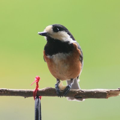 タカ渡りと毎夜の蛾探しがメインの活動
全国タカ渡りネットワーク（HMNJ）事務局員はまたの姿
時々伊良湖にもいます