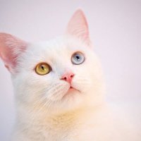 sa (@saa_815) 's Twitter Profile