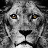 RCHS Booster Club (@clubroncalli) 's Twitter Profile Photo RCHS Booster Club (@clubroncalli) 's Twitter Profile Photo