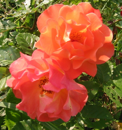 RosebudGardener's profile picture. Mother of an Etsy jewelry shop owner, MoonbeamsStarshine.