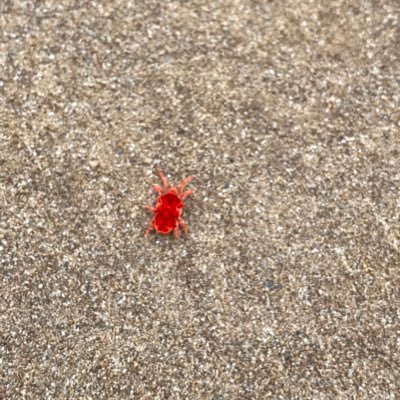 Anilsha76335099's profile picture. 