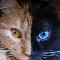 Essou (@essoulefou) 's Twitter Profile