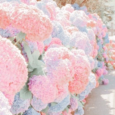 花霞さんのプロフィール画像