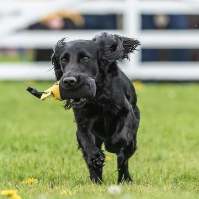 Gundog training classes for all stages from puppy to advanced! Our lessons mainly take place in Doncaster and Leeds available to book on our website shop 🐾