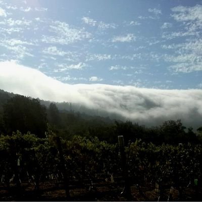 Viedos8's profile picture. Alimentos Sanos, sin químicos