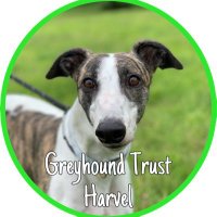 GreyhoundTrustHarvel(@GreyTrustHarvel) 's Twitter Profile Photo
