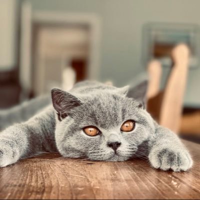 Delilahkirrin's profile picture. Senior Swiftie (27), bookworm and bread maker