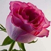 بنت حرب (@cfzziumnudtrdeh) 's Twitter Profile
