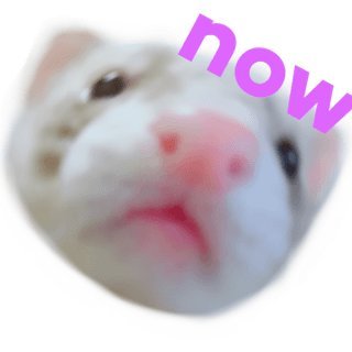 HorseQueer2's profile picture. tonys swf twitter o-o
20
nonbinary