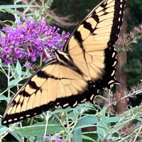 Bowen (@a4bowen) 's Twitter Profile Photo