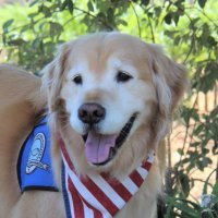 Aaron Comfort Dog(@AaronComfortDog) 's Twitter Profile Photo