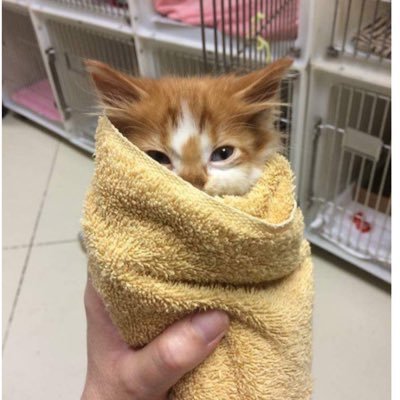 beakinderhuman's profile picture. South Carolina Transplant from Maine, Mom of Three, fosters animals, Loves lobster and social media, secular humanist