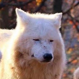 MyNameIsDendae's profile picture. Long time gacha player and avid enjoyer of Hololive, OutsideXbox/Xtra and Worst Premade Ever. Love using meme builds in game. Sucker for Jinhsi from WuWa