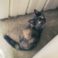 みしま (@c10_almp7) 's Twitter Profile