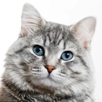 Shane (@shannonsinsc) 's Twitter Profile