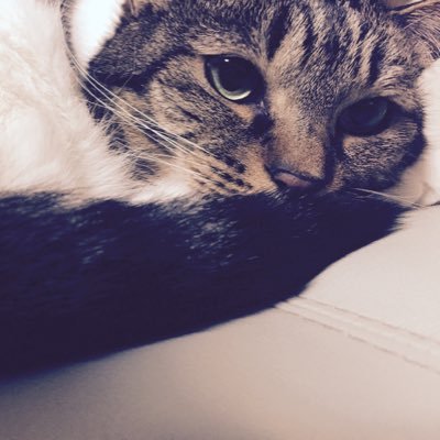 toshiyaaaan0303's profile picture. よろしくお願いします。