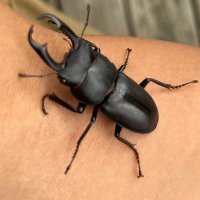 こまち@小学校教員 (@25komachi) Twitter profile photo