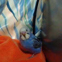 ゆきぴよ (@71v2fda0damymhg) 's Twitter Profile