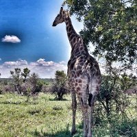 🇿🇦🦏🐘🦒🦓🇿🇦(@Truthse52262376) 's Twitter Profile Photo