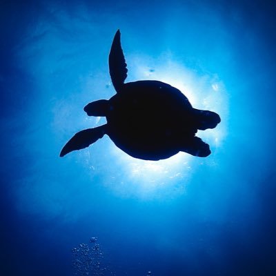 turtle_auto Profile Picture