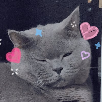 Toast Cat💙💜さんのプロフィール画像