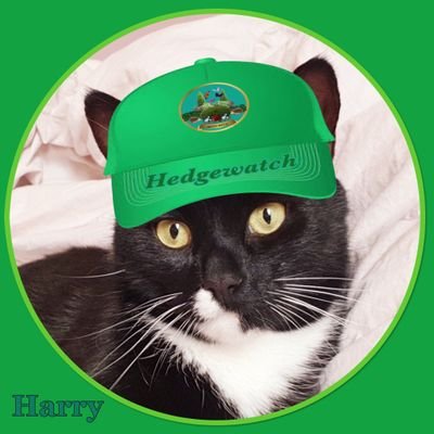 My name is Hawwy
I'm 6 I fink, born on St. Patwicks Day 2006ish.
I live with 3 hoomans but only loves one, my Mom. His name is Ken @inexile001 NO DMs PLEASE