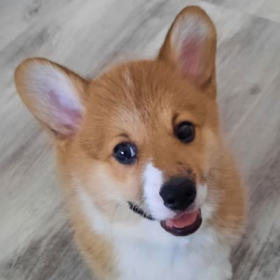 There are no bad days when you come home to a #Corgi 🐕