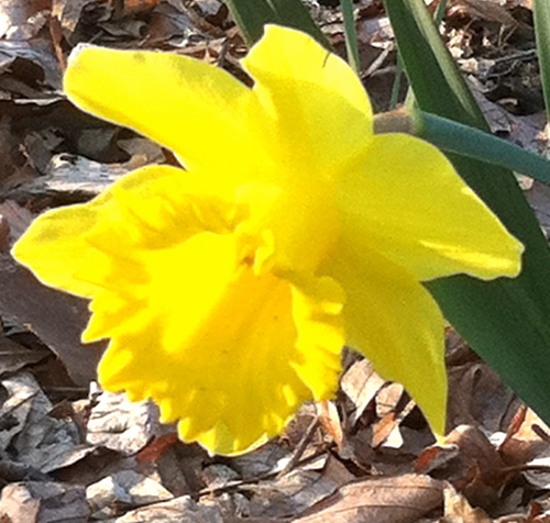 jwhitebloom's profile picture. 