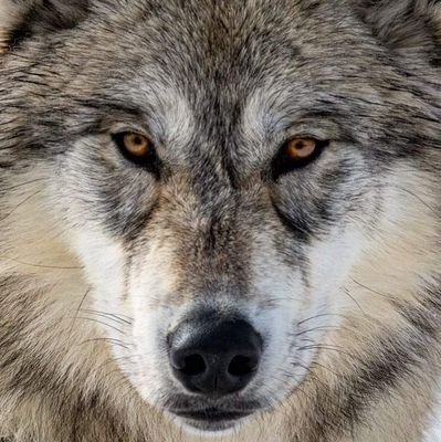 😎
/time is on my side yes it is/
#PatriotsUnite 🇸🇮🤝🇺🇸
__☯Born as human but 🐺 at 💚 #Trump2024 #V4 #ProLife