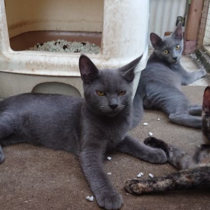 Rwick1kO2dTNe3a's profile picture. ネコ好きなおじさんです