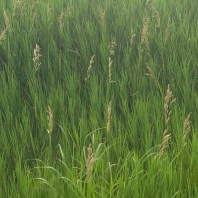 ksfarmgirl's profile picture. 