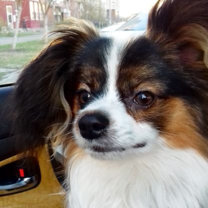 Hello everyone! My name is Eddi. I am papillon🐶. I am 4 years old. I live in Ukraine.🇺🇦 I hope you enjoy my profile!😉💛💛